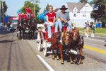 Minature Horses