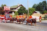 Minature Horses