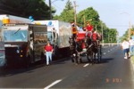 Minature Horses